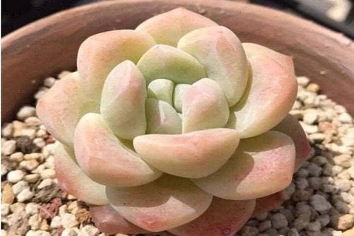 冰玉多肉的养殖,冰玉多肉这么养分分钟成果冻色