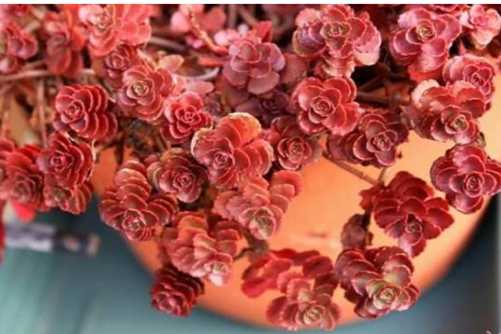 红色叶片的多肉植物，这几种多肉植物叶片比花朵美