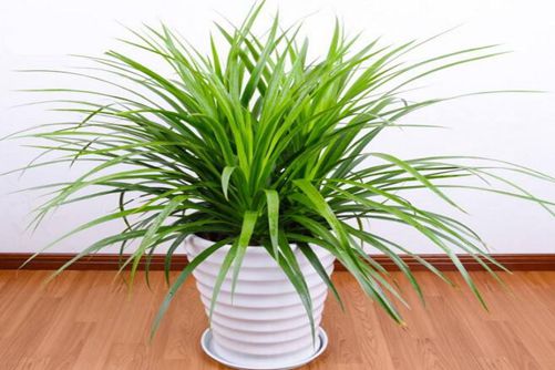 龙须树叶子下垂怎么办，试试这3点能否帮到您