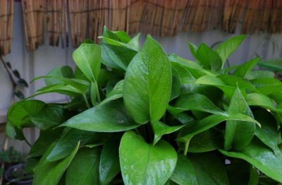 室内绿萝叶子变黄怎么回事