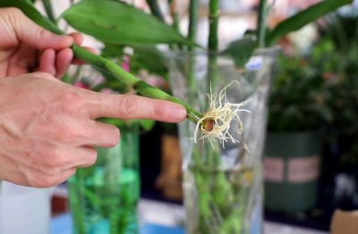 富贵竹怎么才能养好