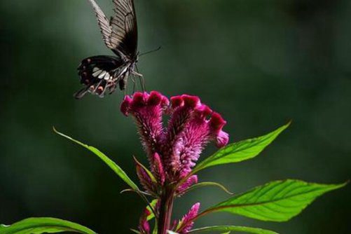 鸡冠花图片，精彩十分佯欲动 五更只欠一声啼