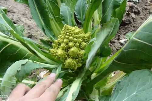 宝塔菜的种植方法介绍，宝塔菜有什么功效与作用