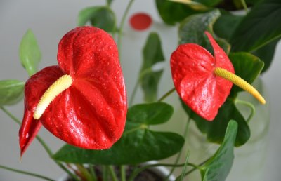 水培红掌冬天怎么养？