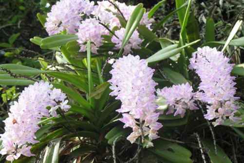 多花指甲兰图片，多花指甲兰卖得了萌 耍得了酷