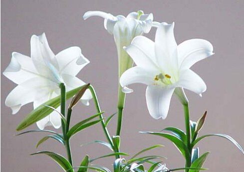 永不磨灭的爱情是卡萨布兰卡花语