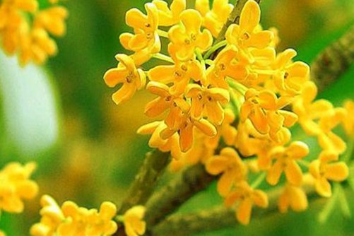 桂花的作用和功效，十里飘香的桂花还有4大功效你知道吗