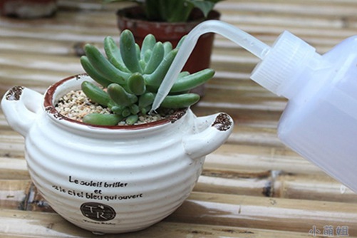 多肉怎么浇水,您知道新栽种的多肉为什么不能浇水吗？