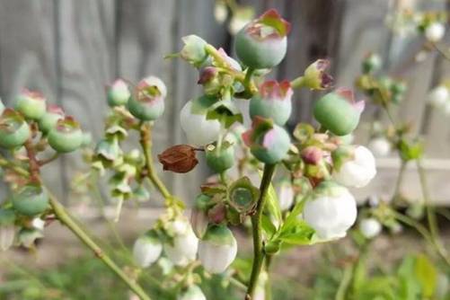 蓝莓图片，莫是仙娥援巧手 珍珠串串挂云坡