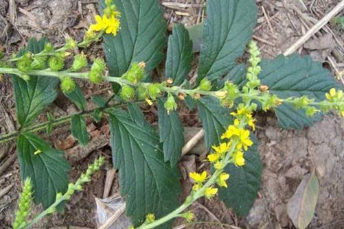 仙鹤草的功效与作用，仙鹤草怎样食用才能消炎镇痛和止血