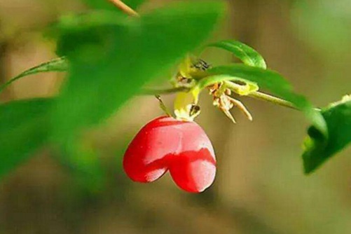 杈杷果多少钱一斤，杈杷果香甜可口而且极具观赏价值