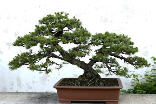 罗汉松寓意是什么？罗汉松的花语介绍