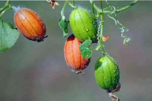 王瓜的养殖方法和注意事项，王瓜生立叶为夏 落地是秋