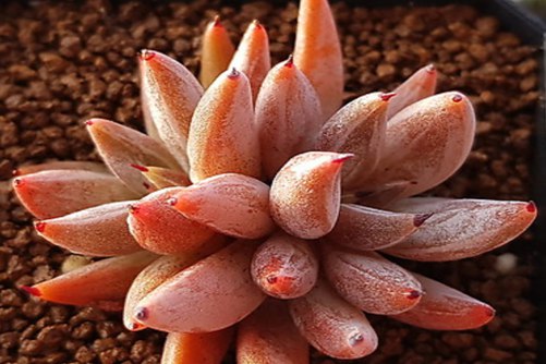 魔爪多肉养殖方法，魔爪暗黑系的女王大人