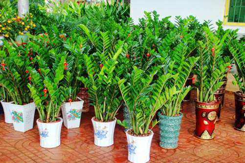 金钱树图片，高清金钱树图片大全