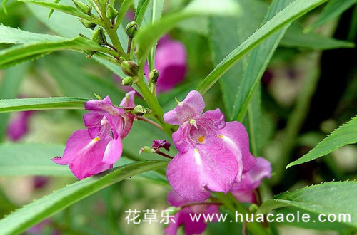 十二星座之处女座的花语：扶桑花、大理花