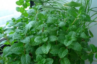 夏天适合养的植物——薄荷，清凉又消暑！