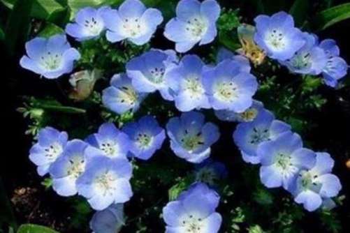 粉蝶花花语，感恩的心，感恩有你