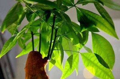 发财树怎么养才好