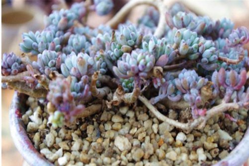 蓝豆多肉怎么养？蓝豆多肉界的小可爱