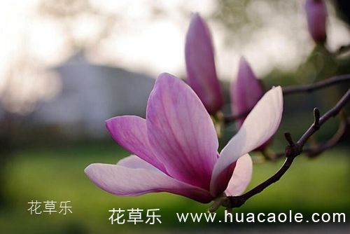 玉兰花怎么养？玉兰花的养护管理