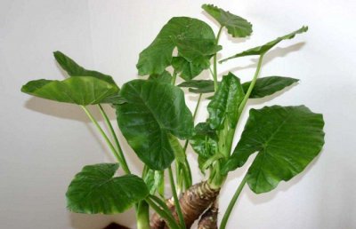 滴水观音怎么养？滴水观音怎么养好？