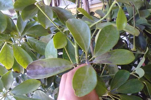 鹅掌木掉叶子怎么回事，看看是否与下面几点有关