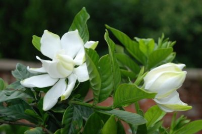 北方栀子花怎么养？