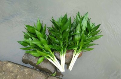 怎么养好富贵竹 富贵竹的养殖方法