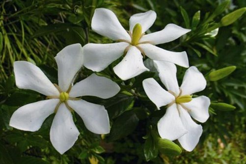 栀子花花期是什么时候，栀子花花期介绍