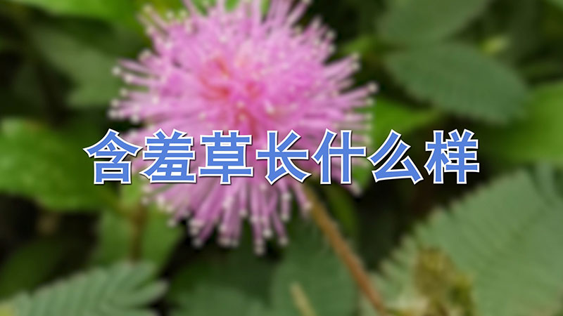 含羞草长什么样