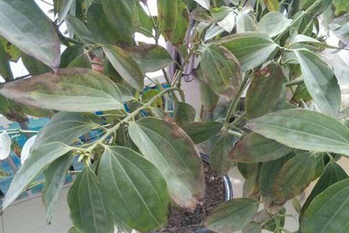 幸福树叶子一碰就掉，幸福树养殖一定要注意这四点