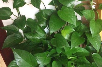 家里的绿萝叶子黄了怎么办