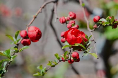 长寿冠海棠盆景的养殖方法和注意事项