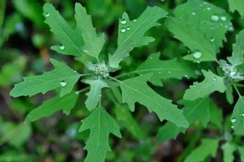 灰灰菜听说过吗 它不仅是一种蔬菜，而且全草可以入药