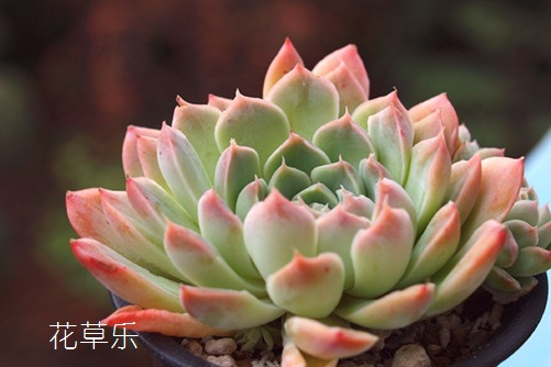 当可爱的吉娃娃变成一颗多肉—吉娃莲怎么养