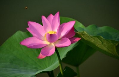 水芙蓉的养殖方法