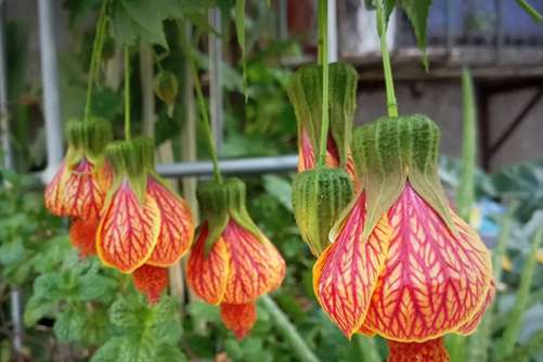 金玲花的功效与作用，金玲花 夏天的盛开的小灯笼