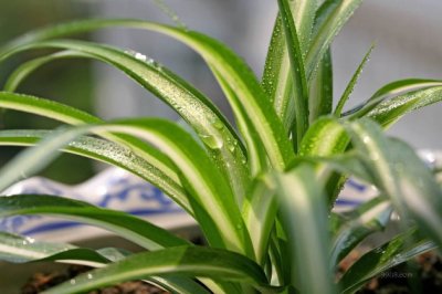 吊兰夏天怎么养？吊兰夏天怎么浇水？