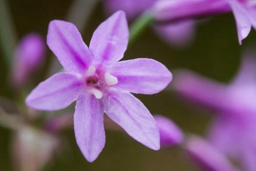 紫娇花图片，炎炎仲夏花稀落 粉黛清馨赏紫娇