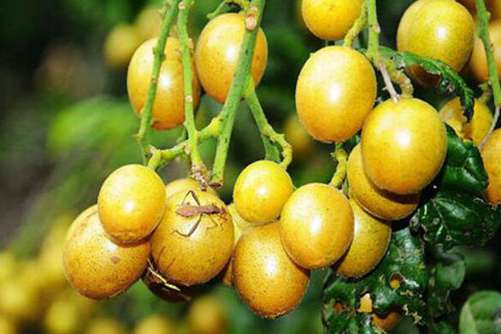 黄皮果的吃法，黄皮果竟有这么多种吃法