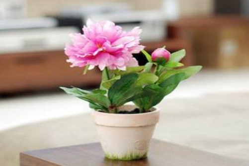 “花中宰相”芍药图片欣赏，芍药花语介绍