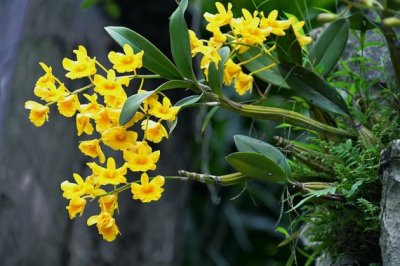 石斛怎么养长得快？盆栽石斛养殖的小技巧