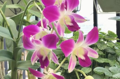 石斛秋天怎么养？秋季石斛的养殖方法和注意事项