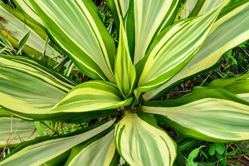 白雪公主图片，白雪公主图片高清大图