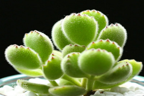 1月5日生日花：熊掌花花语