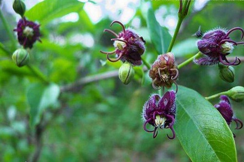 如何辨别杠柳, 杠柳的功效与作用介绍