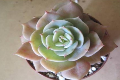 多肉军旗怎么养？军旗多肉养殖方法介绍