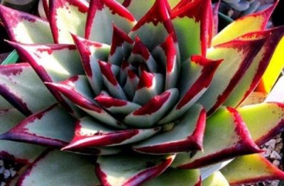 多肉植物养殖注意事项