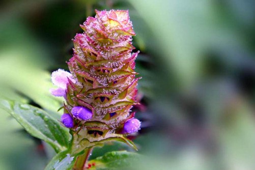 夏谷草的养殖方法和注意事项，夏谷草有哪些功效呢